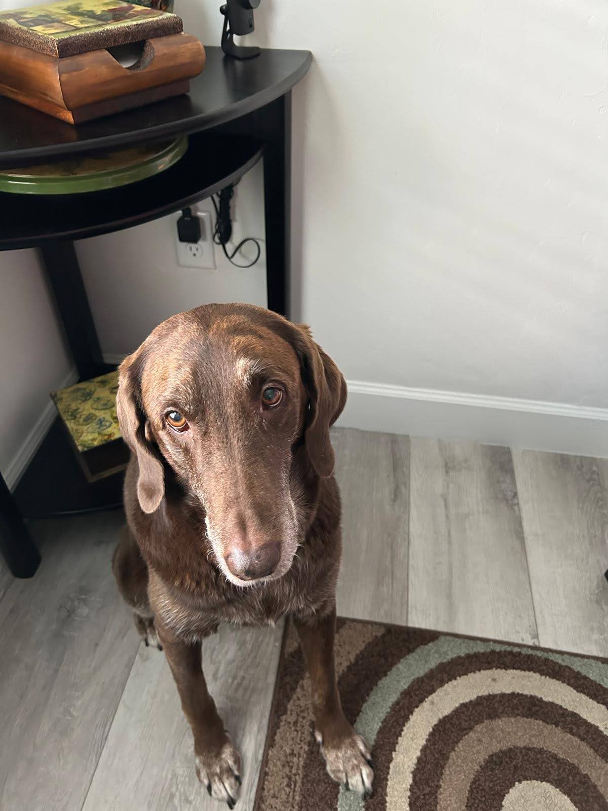 Dog 1