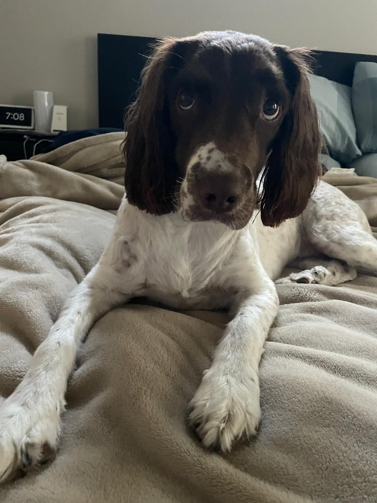 Dog 2