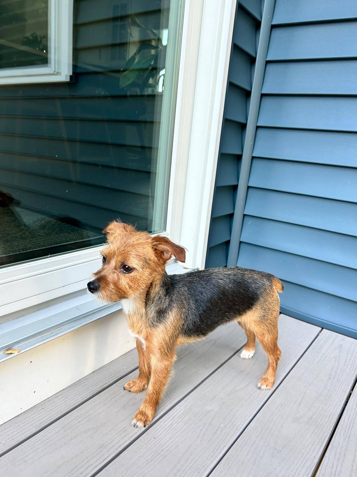 Dog 3