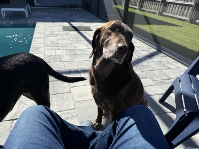 Dog 4
