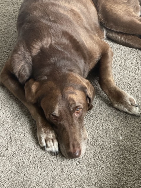 Dog 5