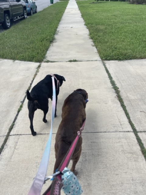 Dog 6